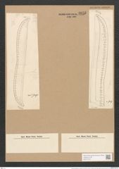 Nitzschia weissflogii var. sparsa Grun. (de-Toni-Nr.: Genus 47, Species 2061) Zeichnungen Sammlung Grunow Nr. 4075 (NHMW-BOT-W0371916)